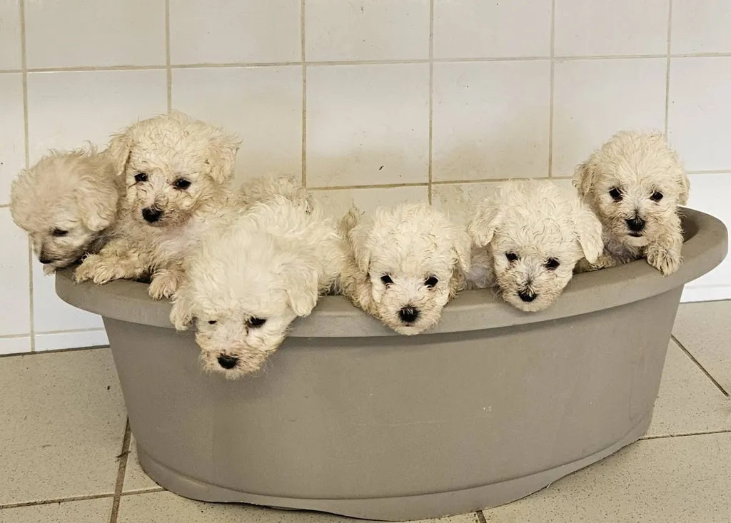Chiens BICHON FRISE inscrit au LOF, de l'élevage du Palais des Papes, à Avignon dans le Vaucluse.