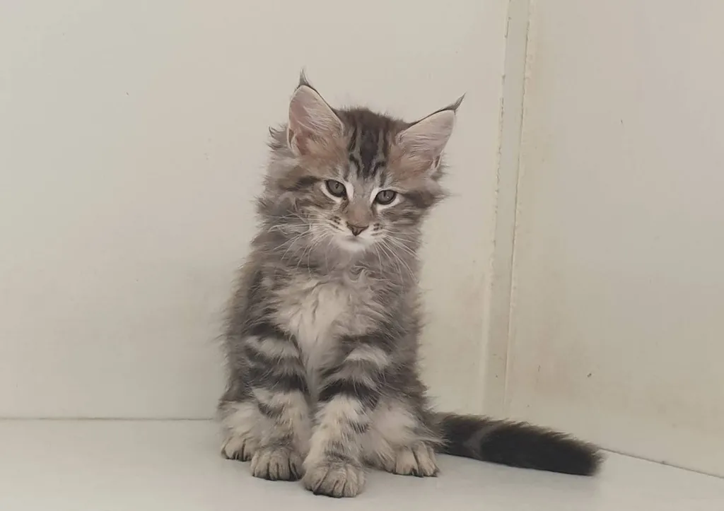 Chats de race MAÏNE COON, inscrit au LOOF, situé à Avignon en région PACA.