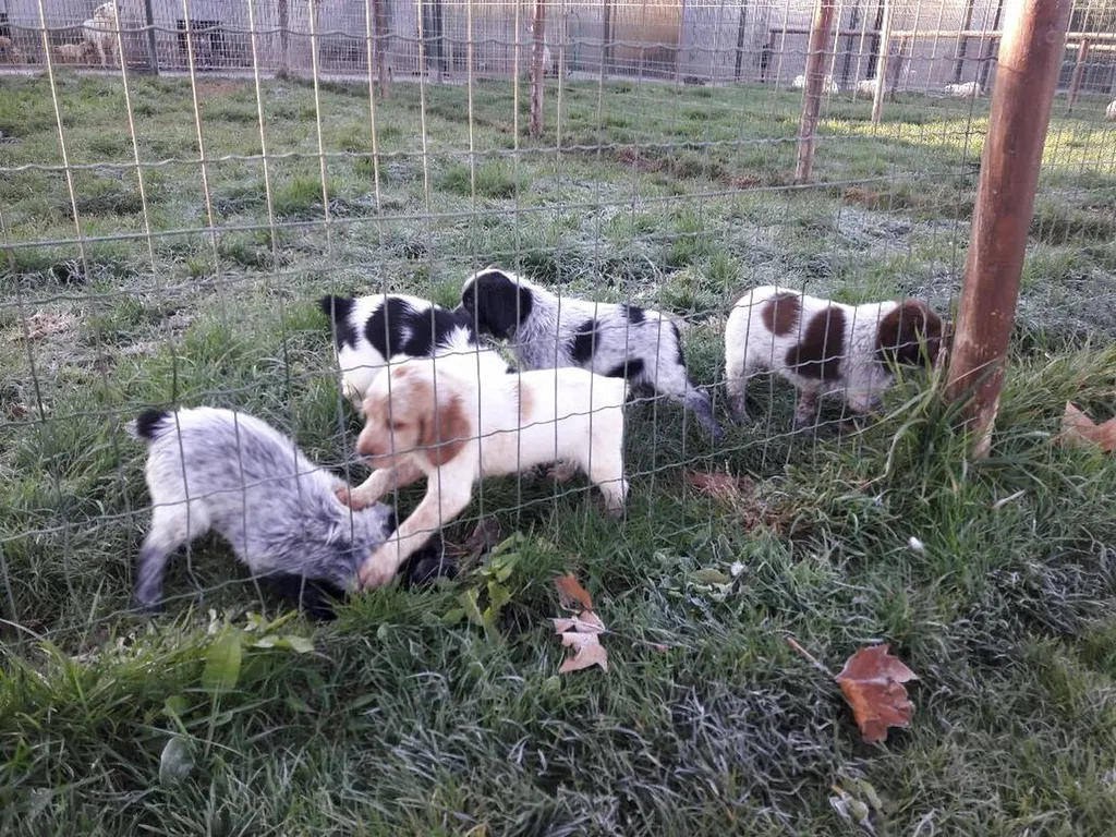 CHIOTS EPAGNEUL BRETON VAUCLUSE