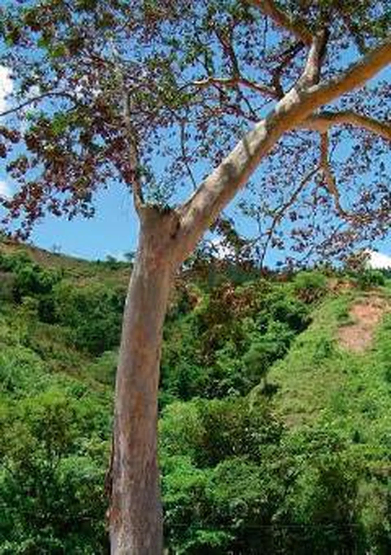 Essence de Bois Garapa