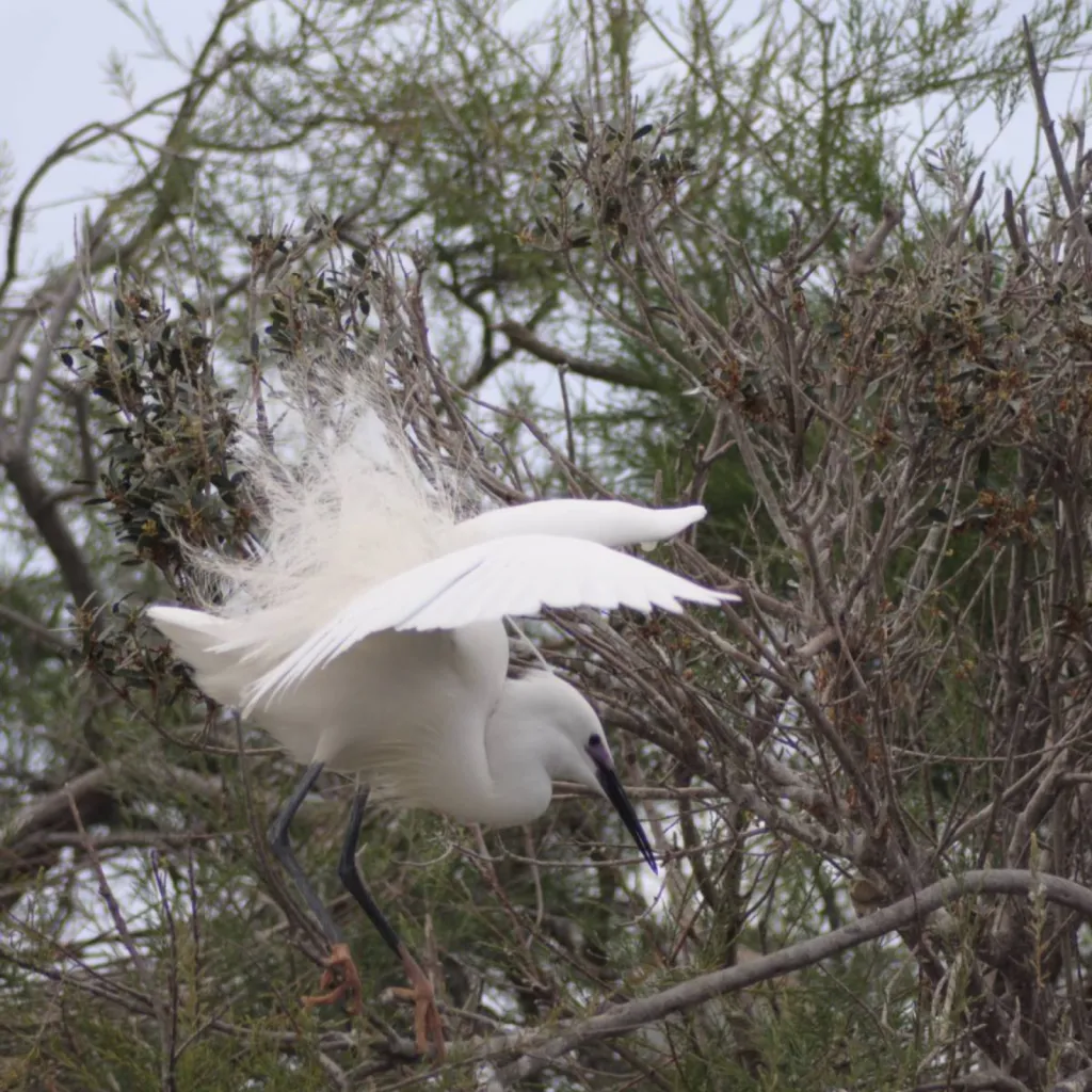balade a cheval en camargue 