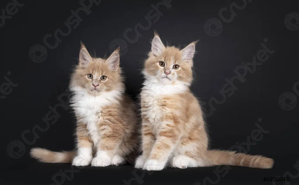 Vente de chatons Maine Coon à l'élevage du Palais des Papes