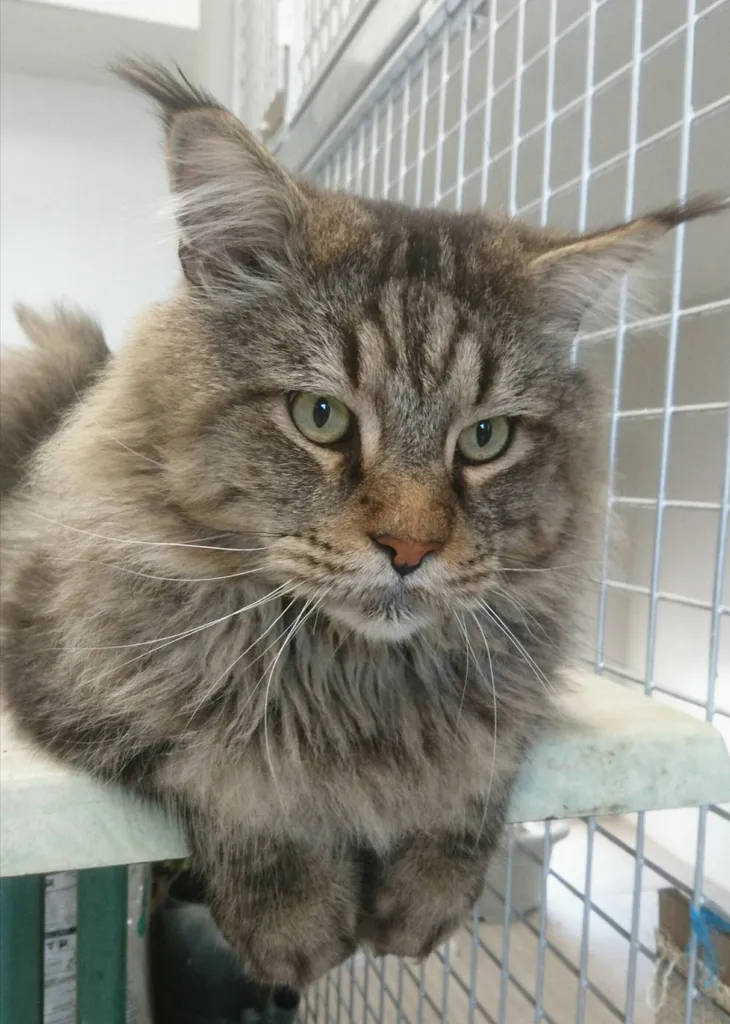 CHATON FEMELLE MAINE COON LOOF ELEVAGE DU PALAIS DES PAPES VENTE AVIGNON VAUCLUSE PACA