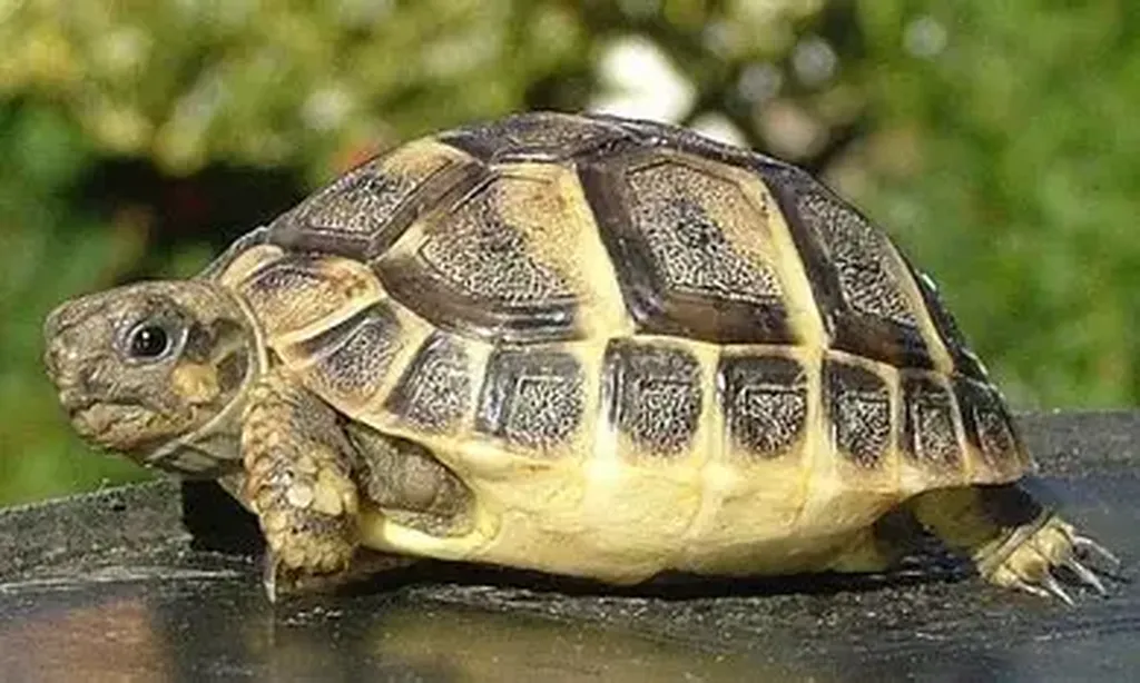 prendre soin de ma tortue à marseille endoume