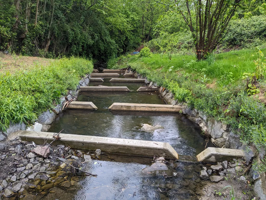 Pose de lit de plants et plançons pour un client GRT Gaz à Amplepuis dans le Rhône : génie végétal dans une rivière