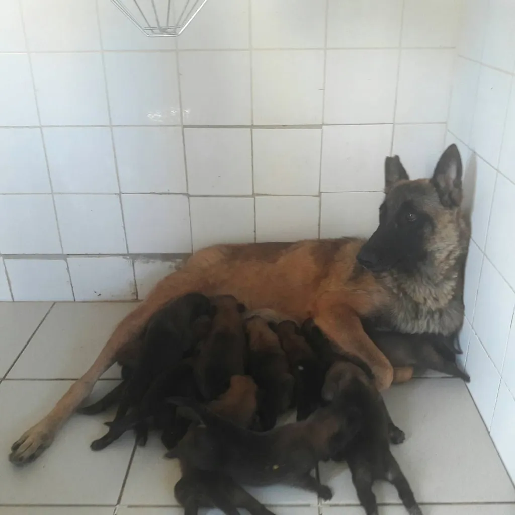 BERGER BELGE MALINOIS lof portée de LANKA et LASCAR