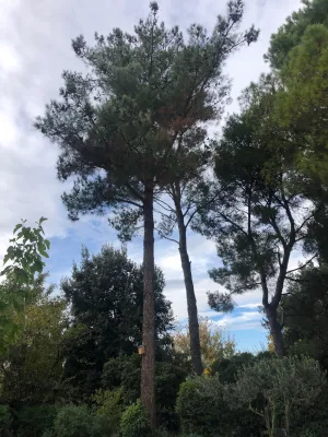 Abattage d’arbres entre deux maisons à Saint Rémy de Provence