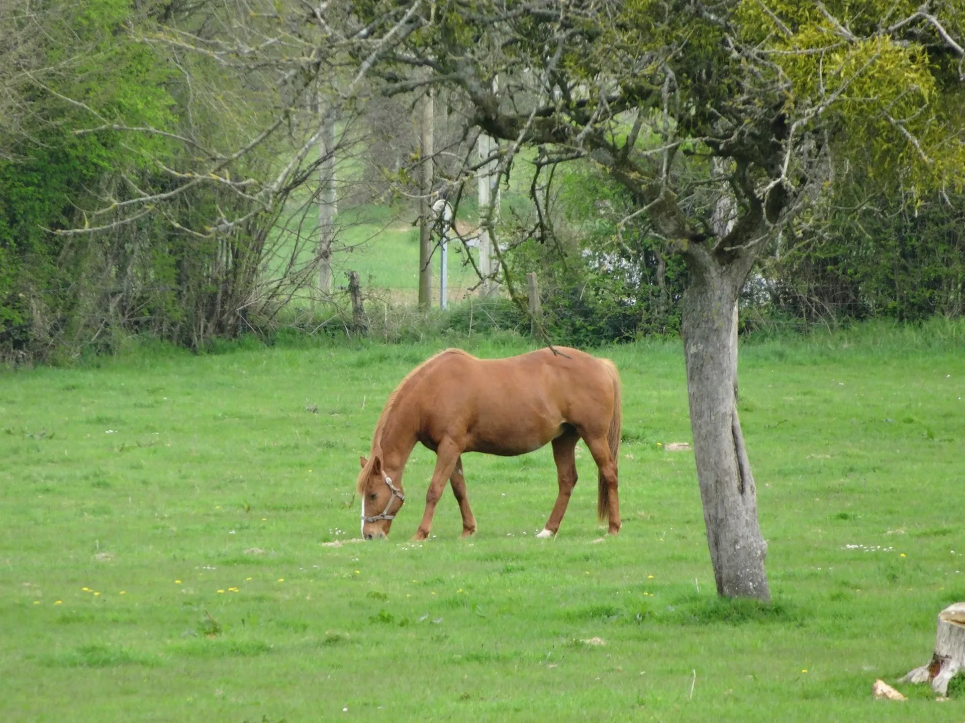 MANOIR DU XVIème SIECLE Région LISIEUX Pays d'Auge, Calvados 14