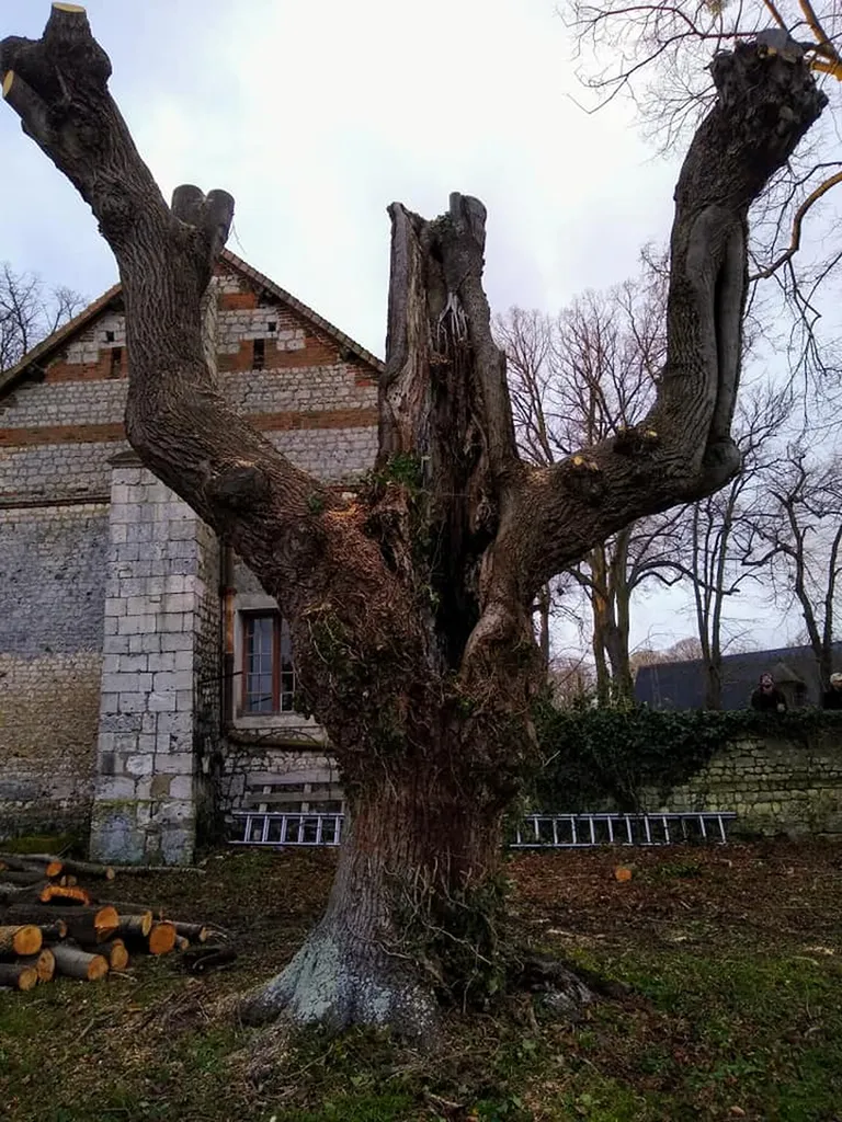 Élagage d’arbres centenaires au Château d’Ételan (76330)