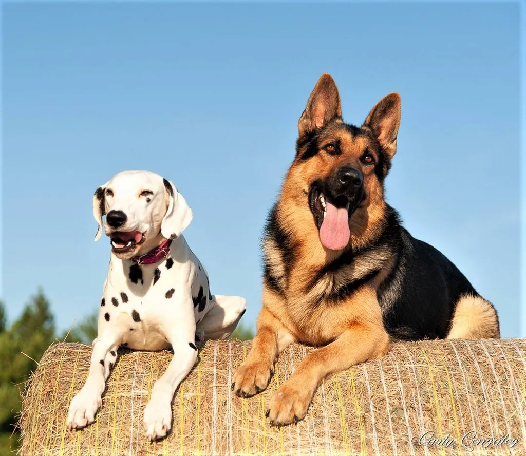 dalmatien et berger allemand gironde