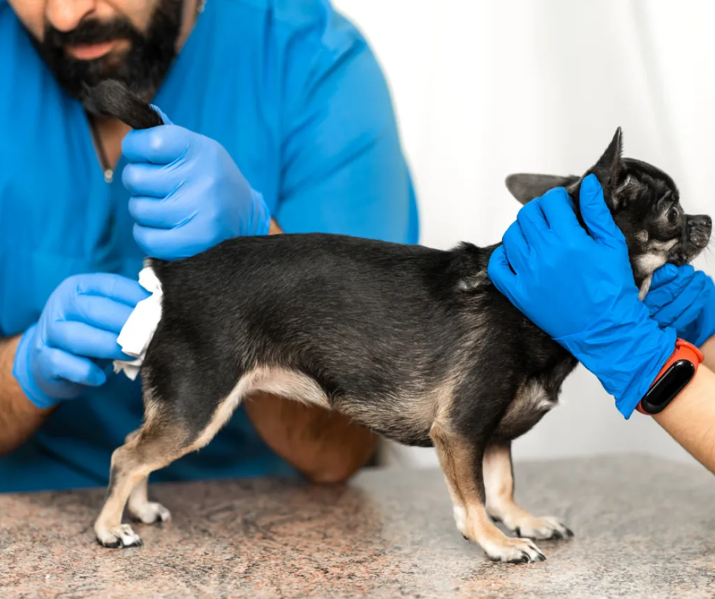 COMMENT VIDER LES GLANDES ANALES DE MON CHIEN ?