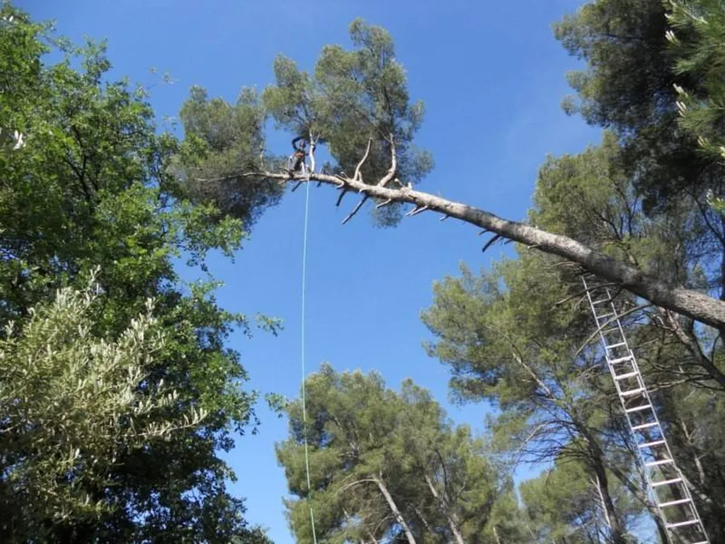 Abattage d'un Pin d'Alep Aix en Provence