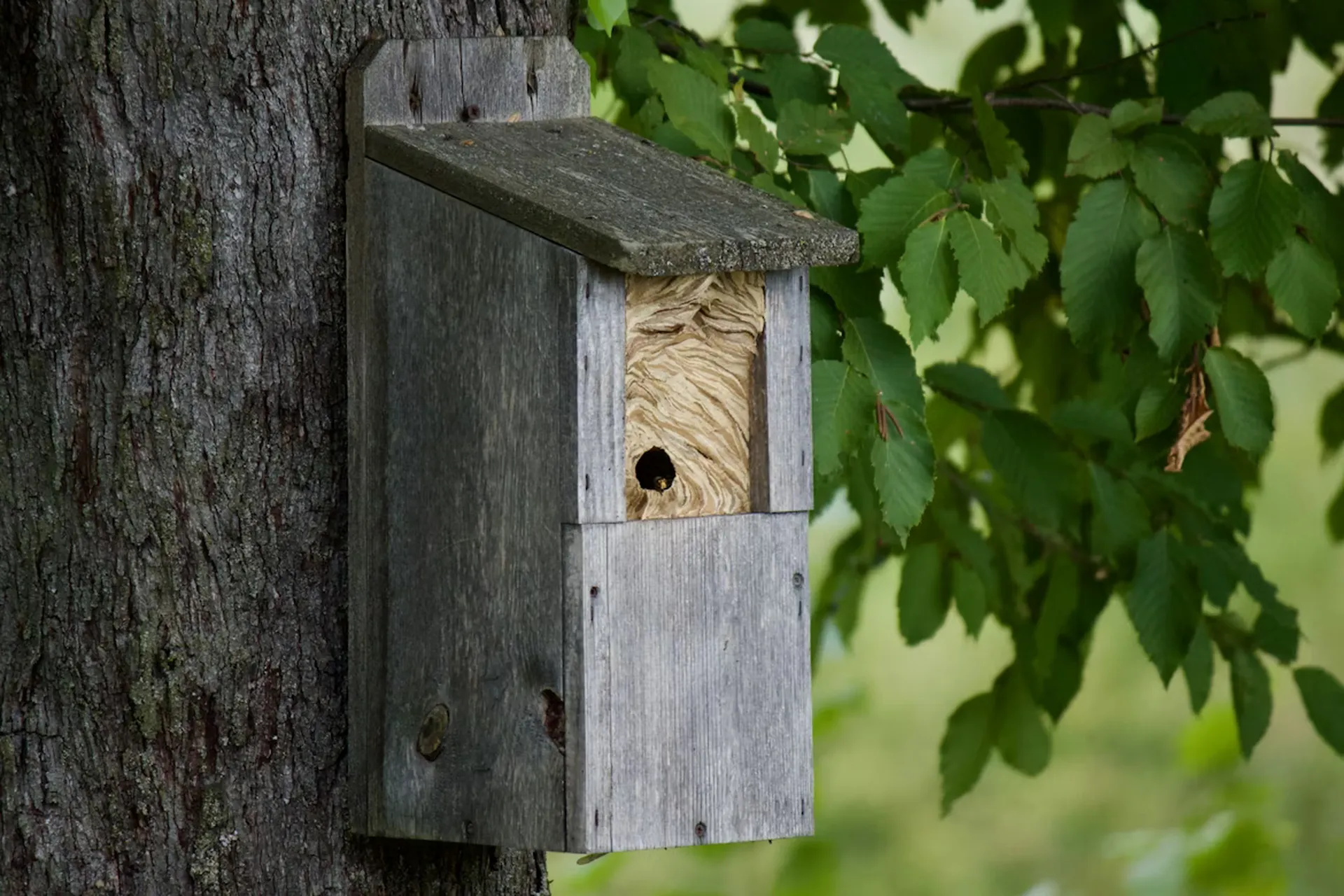 Experts en destruction de nids de guêpes complexes. Nid en hauteur, sous toiture ou dans des conduits ? Aucun endroit n'est inaccessible pour nos techniciens. Nous utilisons des méthodes de désinsectisation professionnelle