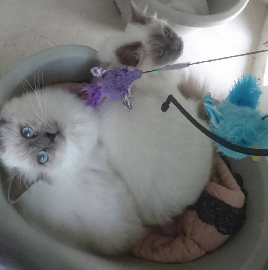 Chatons Sacrés de Birmanie au LOOF dans le Vaucluse