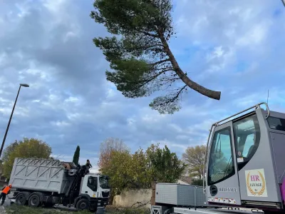 Entreprise d'élagage pour abattre un pin dans le Vaucluse