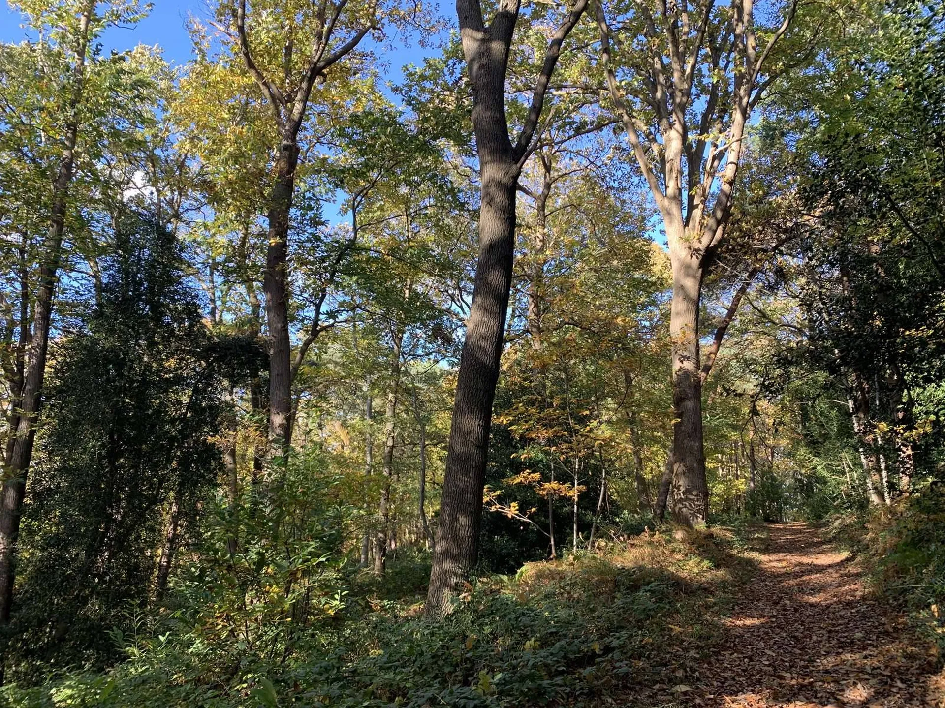 A vendre - En NORMANDIE, région BEUZEVILLE (27) : bois de 16 hectares d'un seul tenant