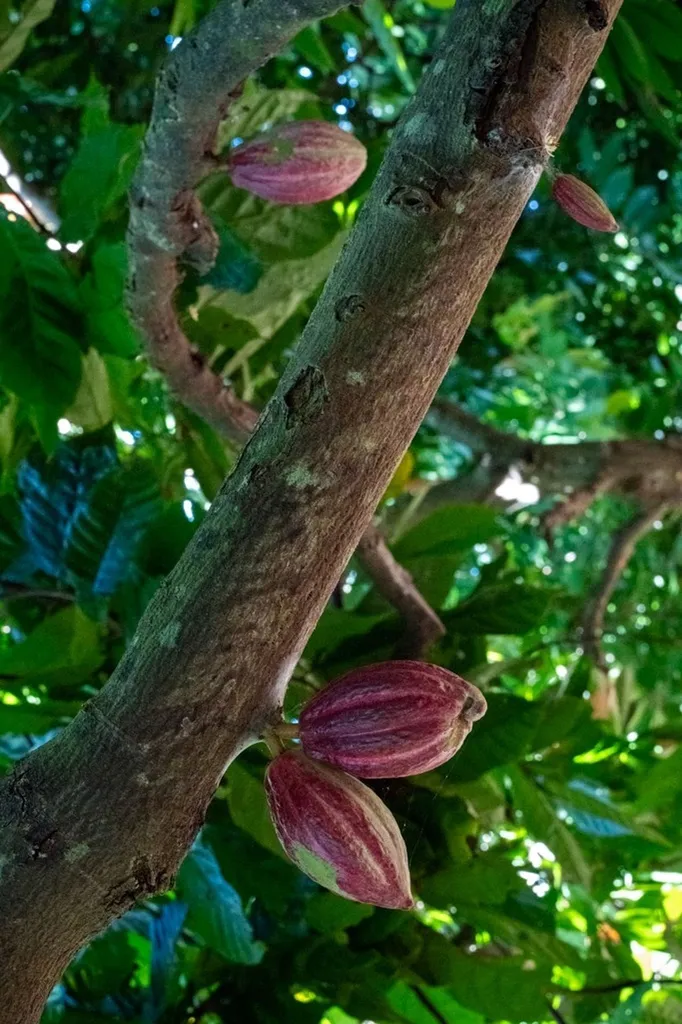 De Madagascar à Marseille, l’histoire d’un chocolat d’exception né d’un amour pour la terre et les hommes