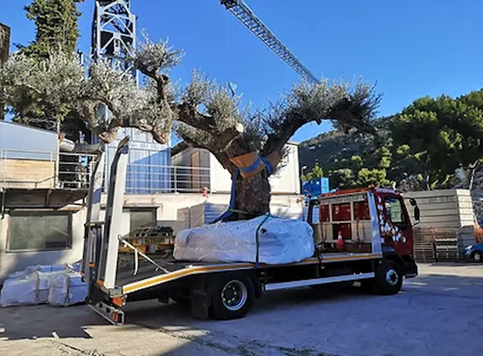 Plantation d'olivier centenaire à Monaco