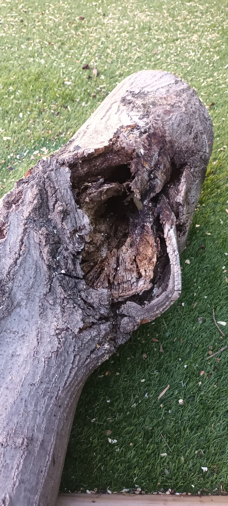 Elagage d'un tilleul dans le 12ème à montolivet.