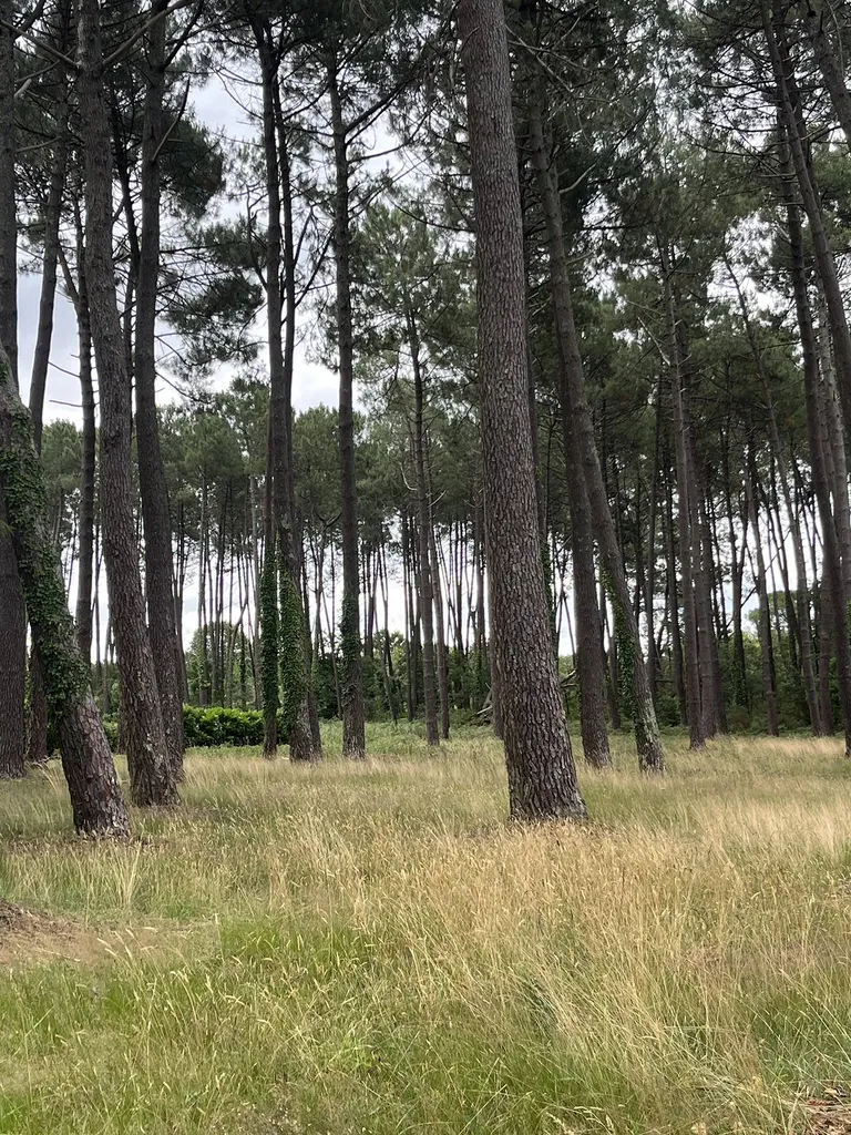 Débroussaillage par Evolution Paysage de votre terrain près de Onesse-Laharie