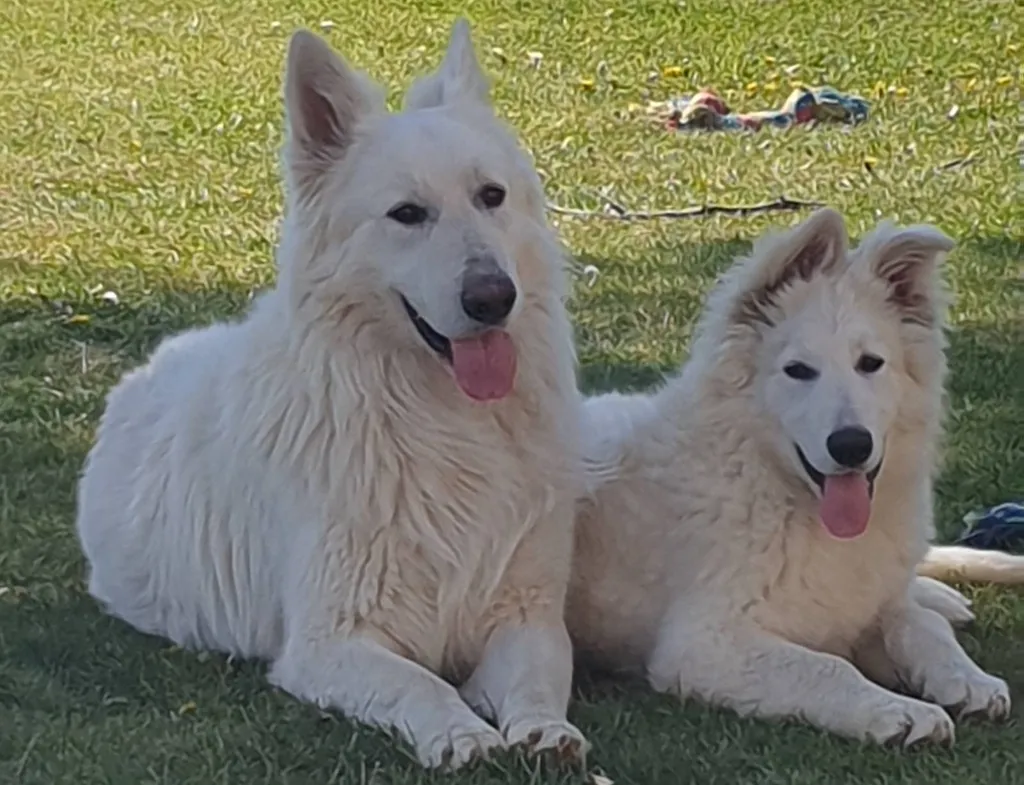 BERGER BLANC SUISSE ELEVAGE DU PALAIS DES PAPES