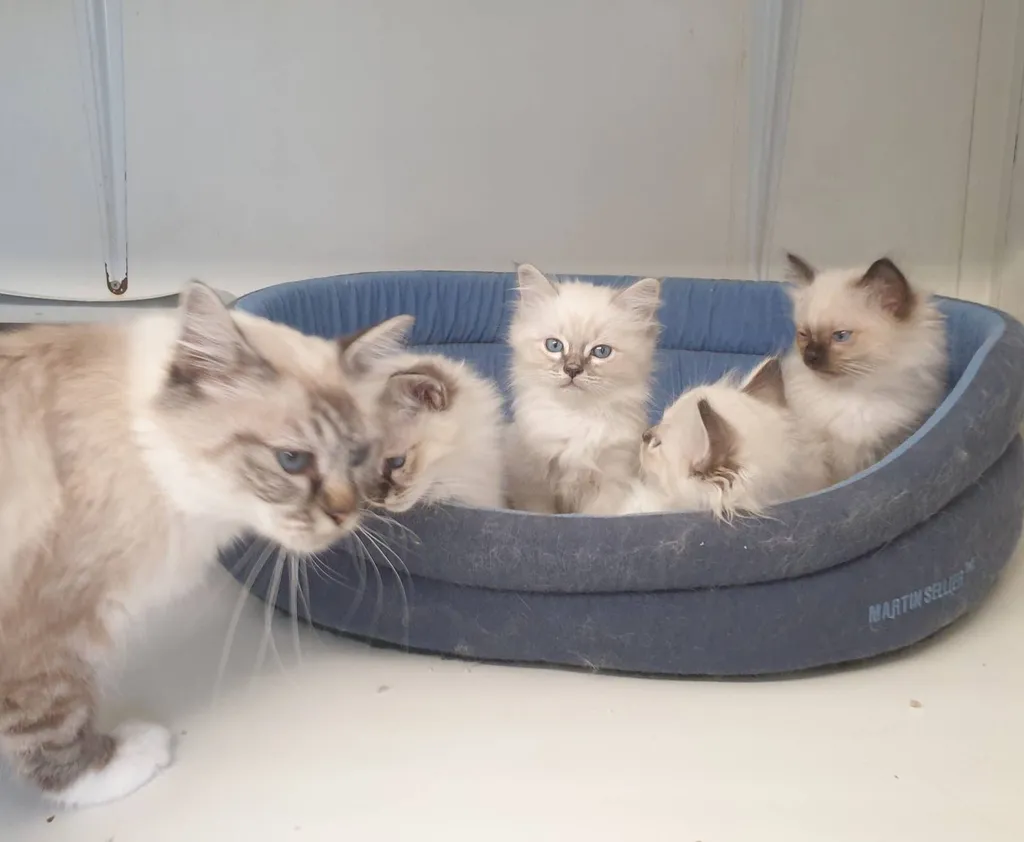 Chatons Sacrés de Birmanie au LOOF de l'élevage du Palais des Papes à Avignon