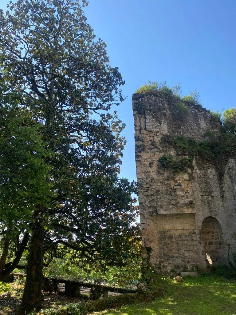 Taille d'une vigne vierge à la Réole