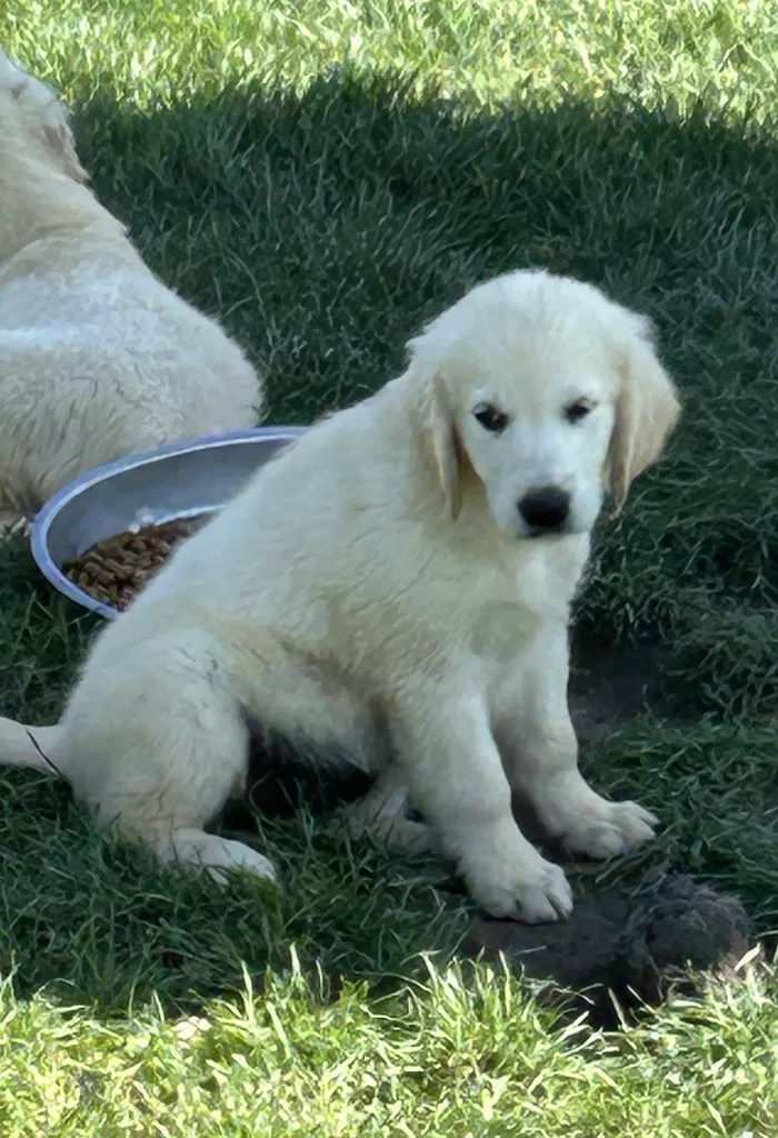 MALES ET FEMELLES GOLDEN RETRIEVER INSCRITS AU LOF DANS LA REGION PACA