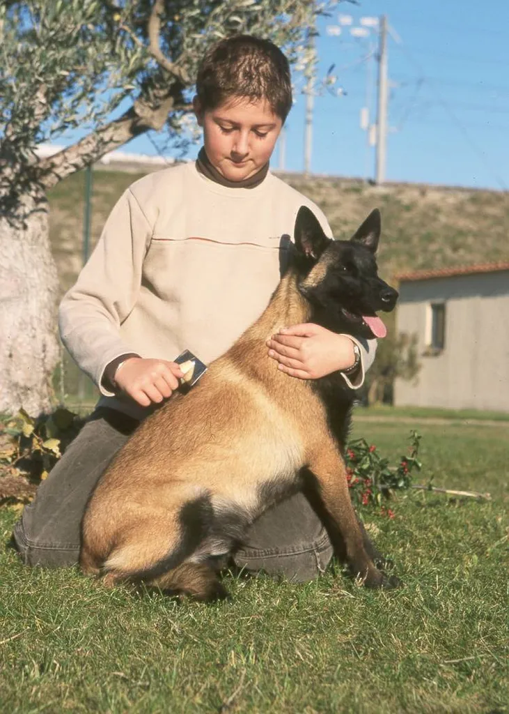 BERGER BELGE MALINOIS AU LOF VAUCLUSE
