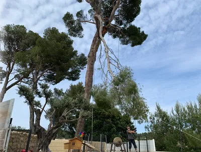 Élagueurs professionnels pour l'entretien des pins à Saint-Rémy-de-Provence, 13210, et ses alentours, assurant des arbres sains et bien taillés dans les Alpilles