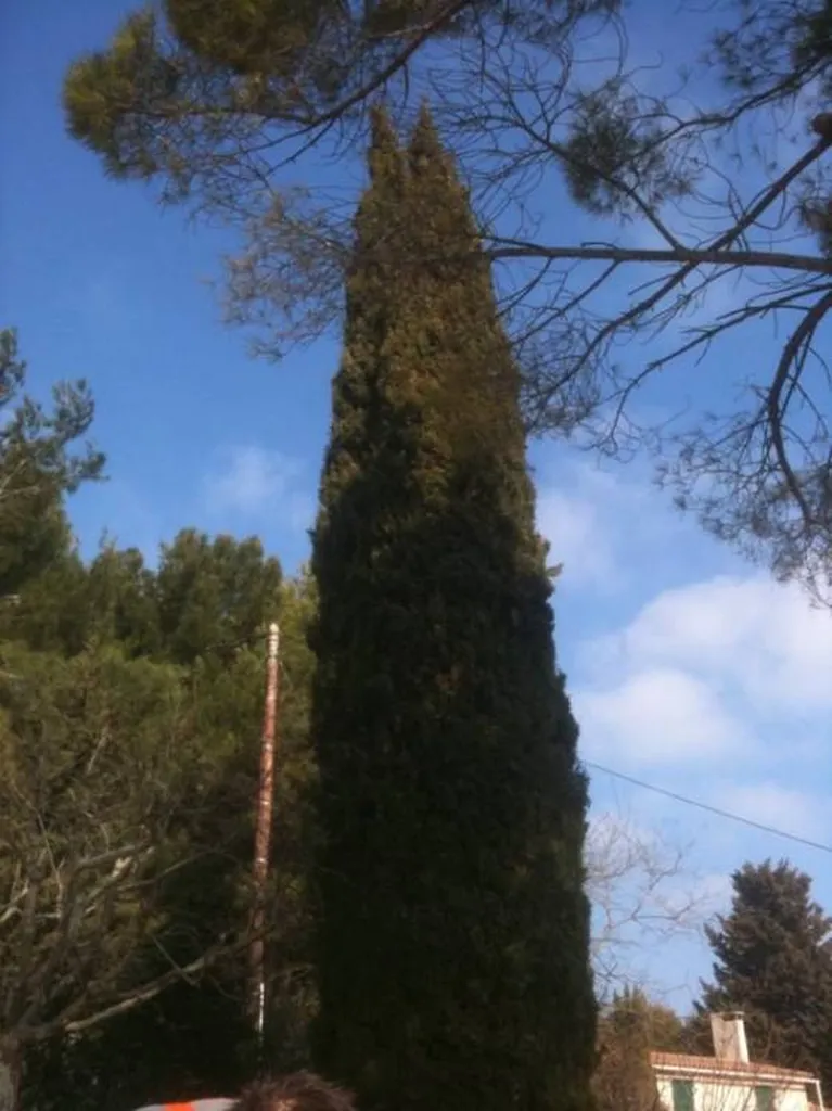 Elagage d'un Cyprés de Provence par le paysagiste Rouvier Romain.