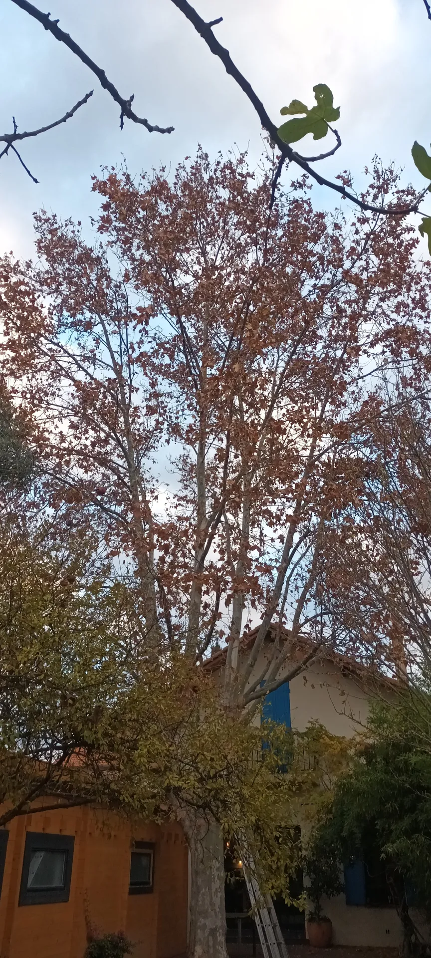 Élagage d'un gros platane au cabot 9ème à Marseille. 