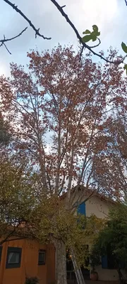 Élagage d'un gros platane au cabot 9ème à Marseille. 