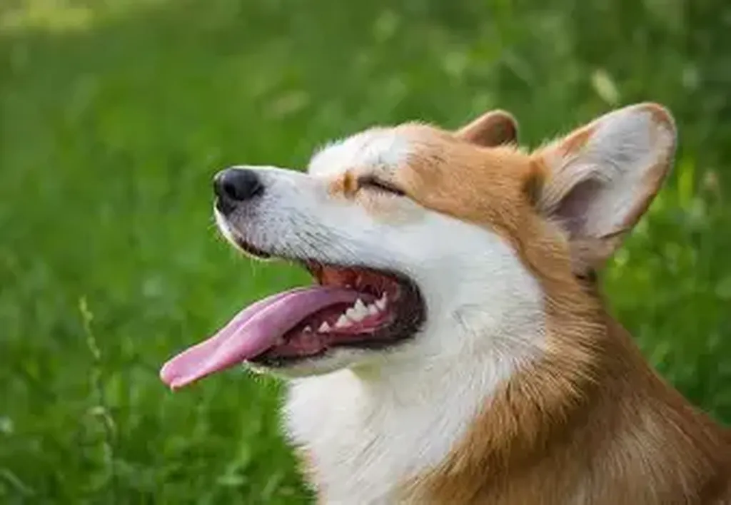 leishmaniose à marseille 13007