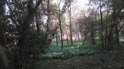 Dépressages et travaux forestiers dans la région de Marseille