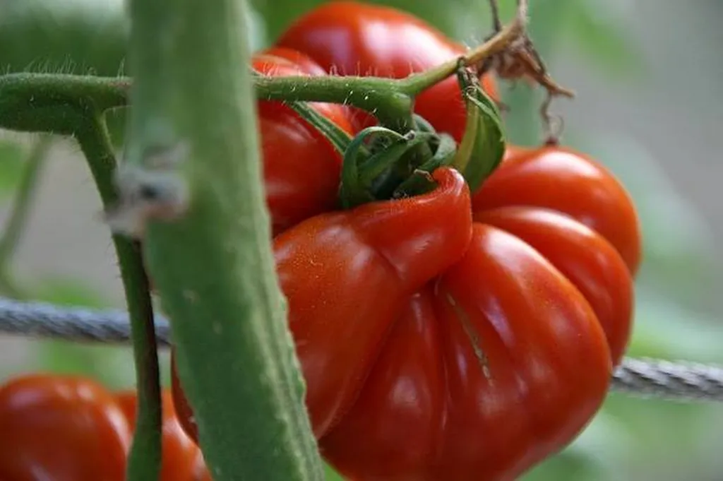Livraison en point relais  marseille de Tomates anciennes Marmandes produites en Provence