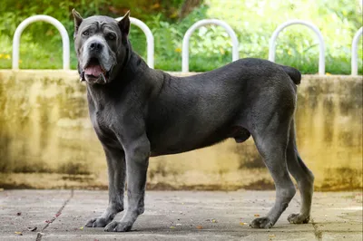 Valérie Guillet accompagne les maîtres de Cane Corso face aux cardiopathies à Brest, grâce à la constellation animale intuitive.