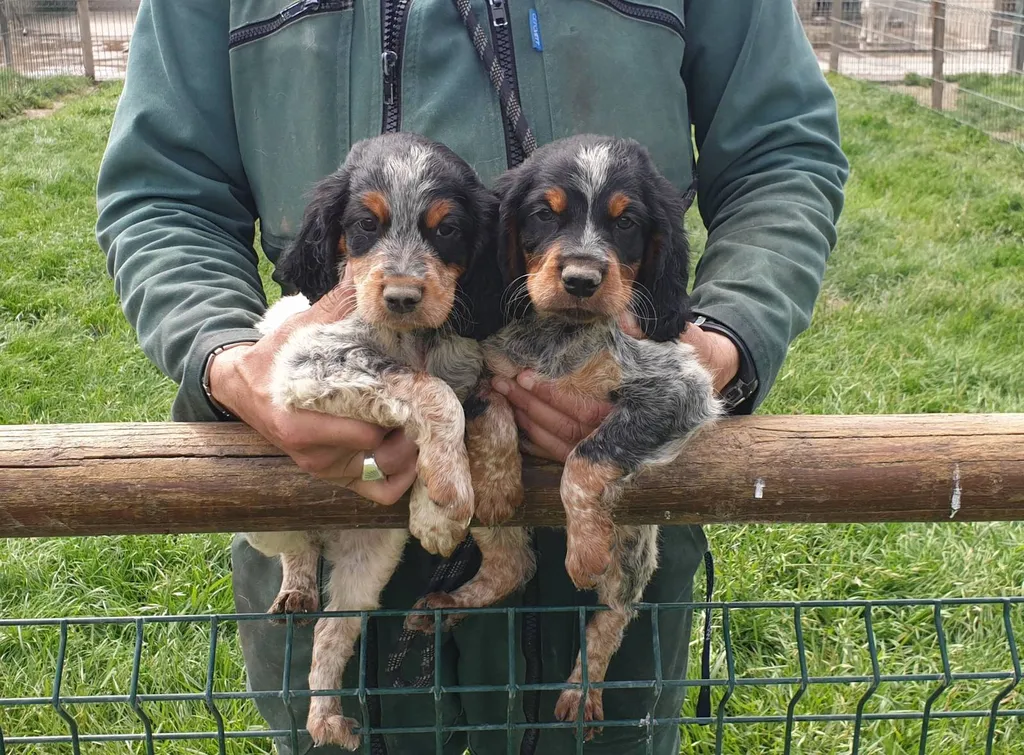 EPAGNEUL BRETON  CHIOTS L.O.F. à Avignon