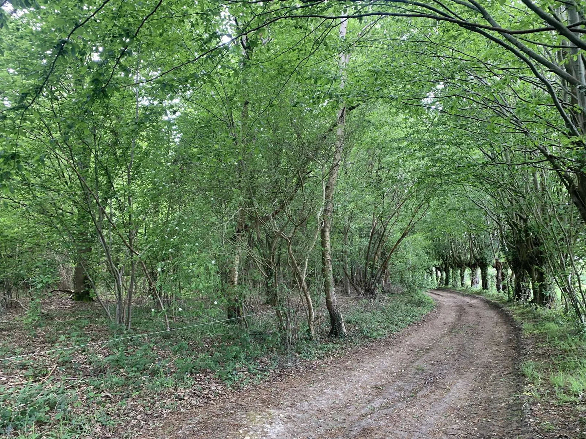 EN VENTE - En NORMANDIE, région Pays d'Auge du CALVADOS, et secteur LIVAROT, domaine agricole et forestier de 120 ha