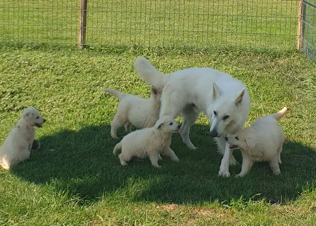 CHIOTS BERGER BLANC SUISSE VAUCLUSE