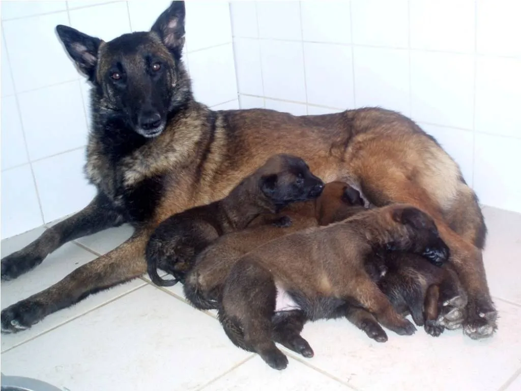 BERGER BELGE MALINOIS A AVIGNON AU LOF 