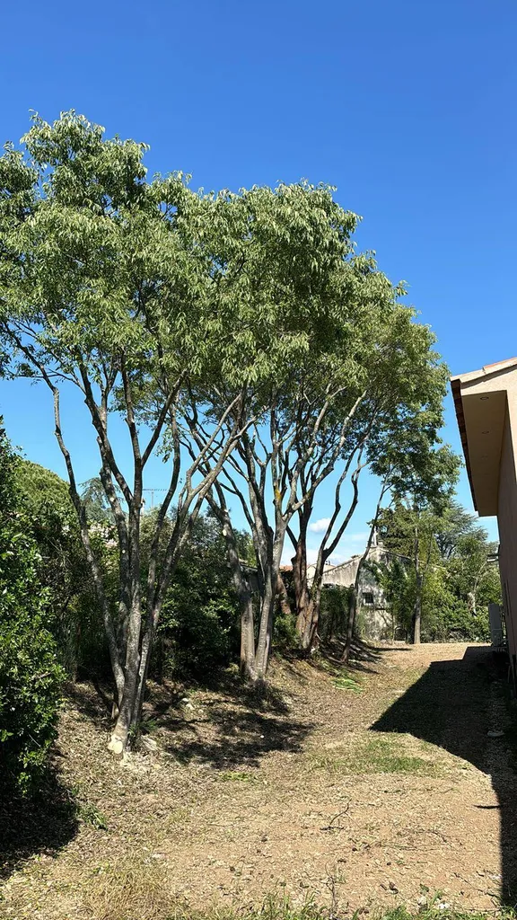 Élagage et taille en rideau d'arbres à Mérindol, 84360, réalisés par les élagueurs de Carré Vert pour un résultat soigné et esthétique