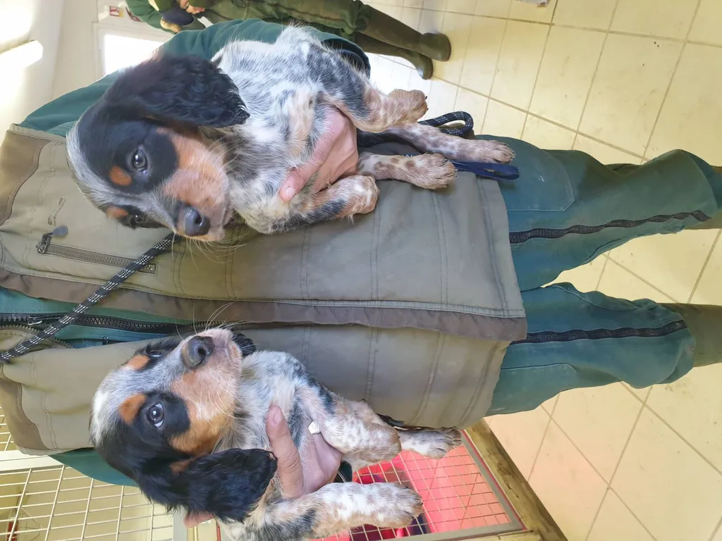 Achat de chiot Epagneul Breton à Avignon 