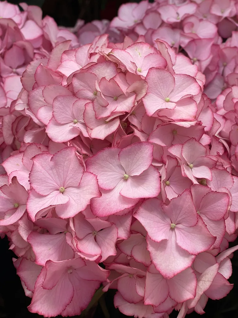 hortensias-pepiniere-ma-ferme