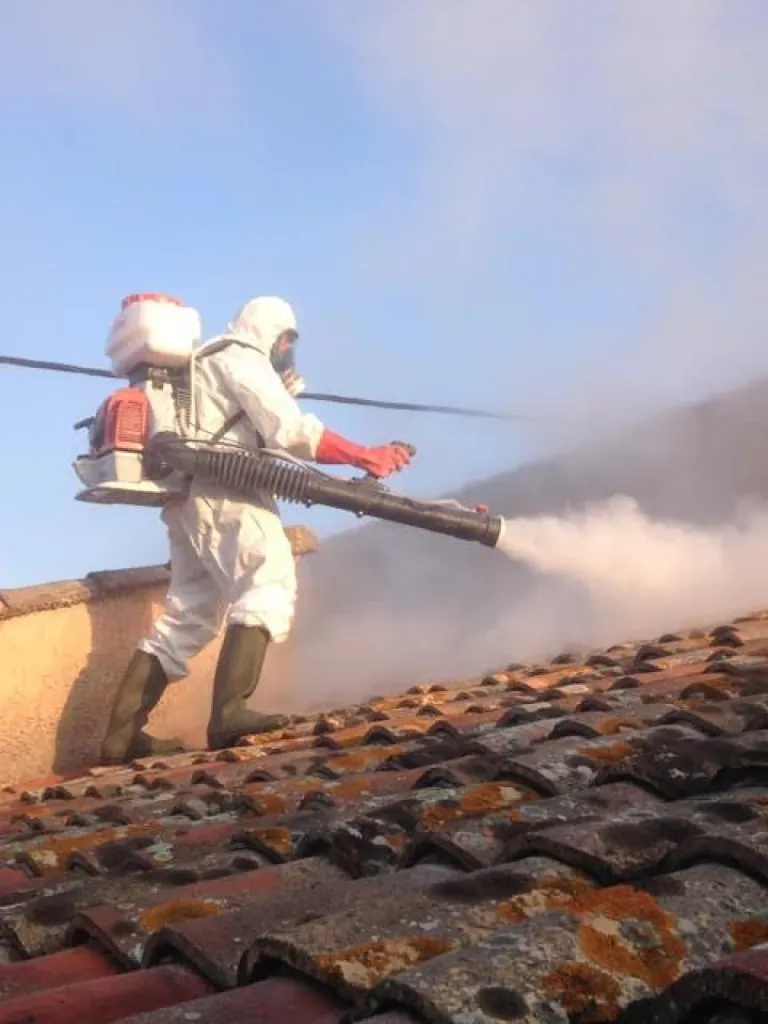 guêpes sur toiture à Salon de Provence 13300
