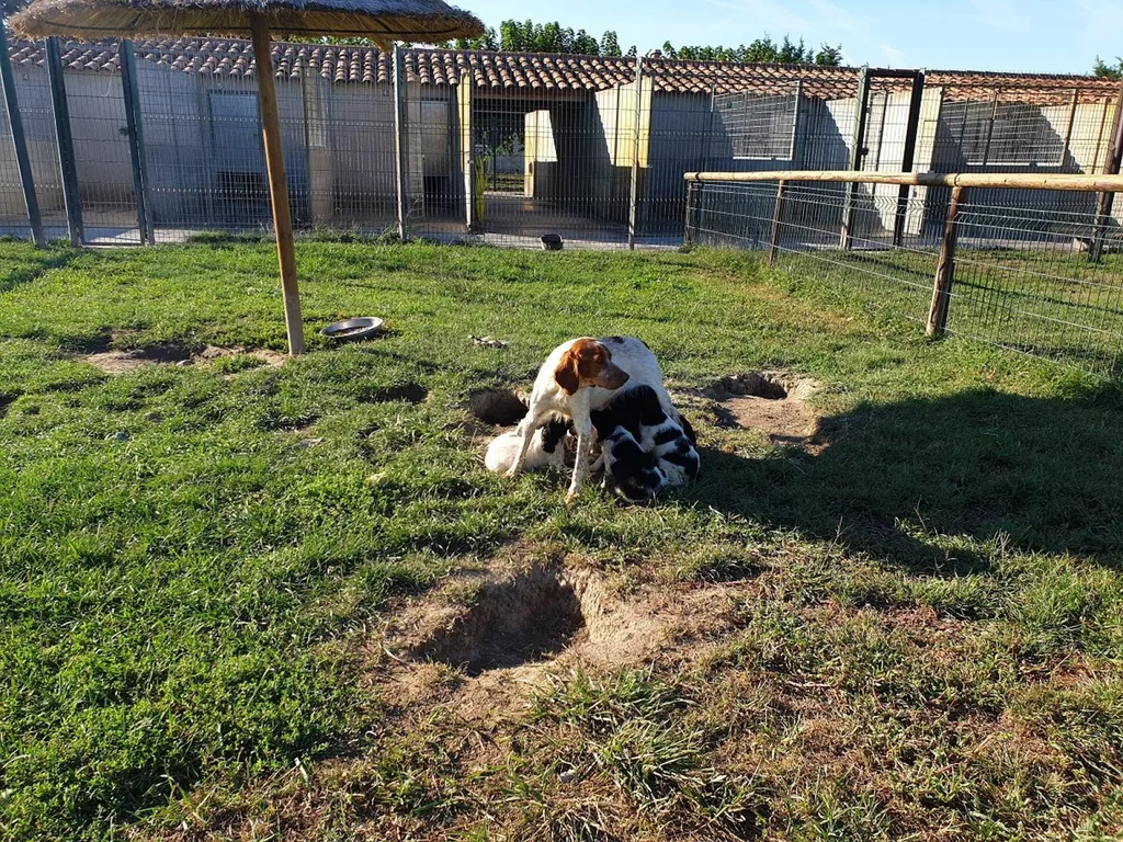 Chiot Epagneul Breton LOF dans le 30 et le 84