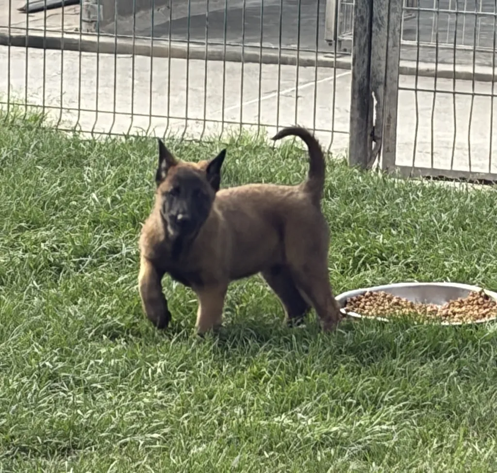 Chiot Femelle Berger Belge Malinois LOF