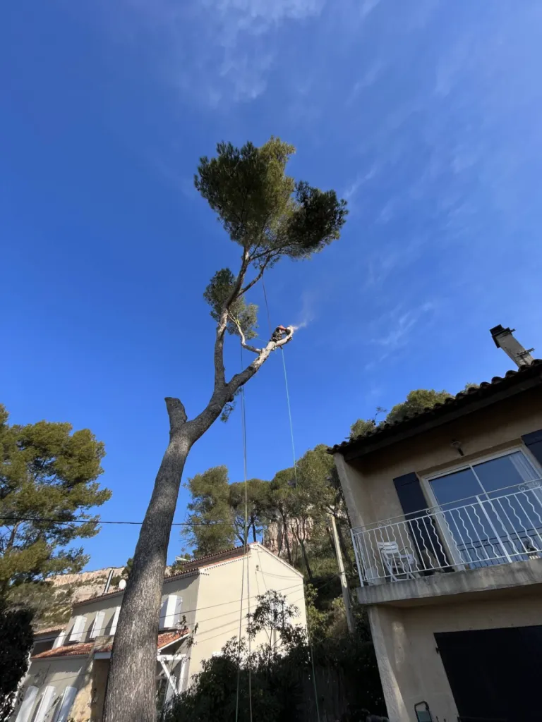Professionnel pour abattre des arbres Vitrolles