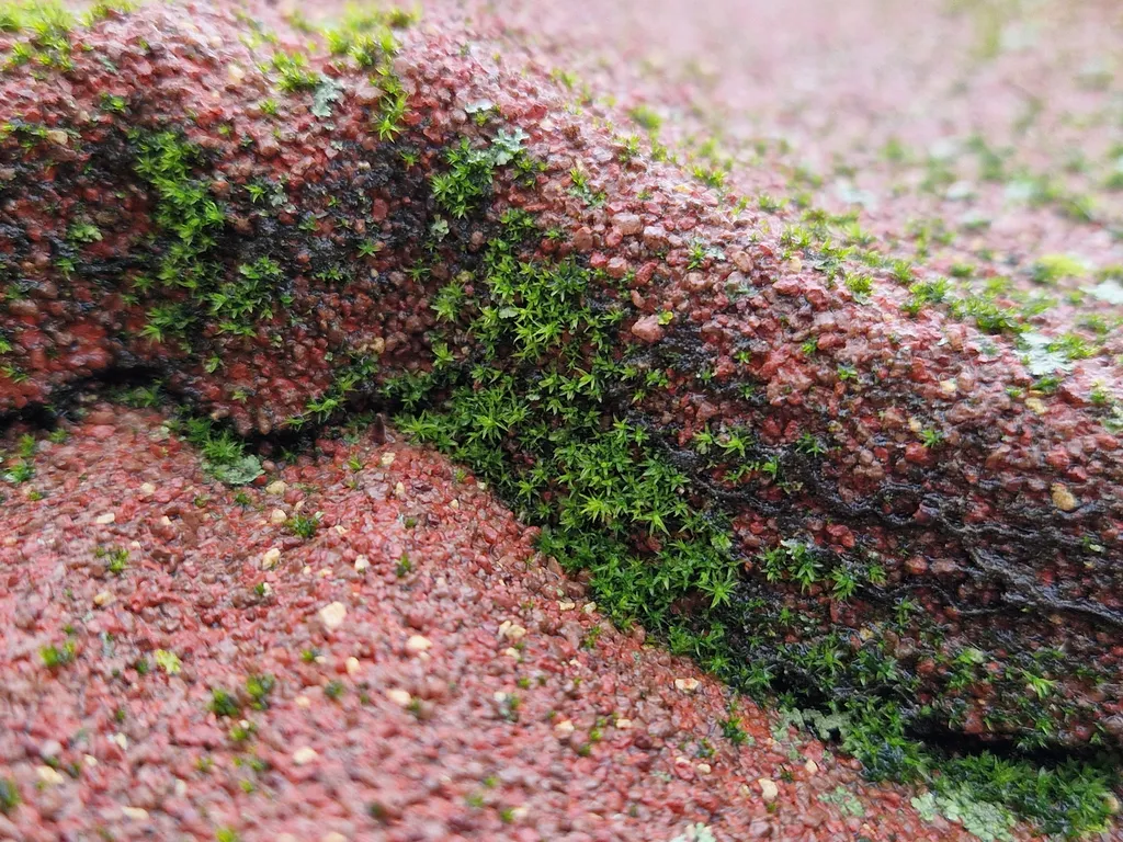 Lichens sur tuiles métalliques IKO Metals