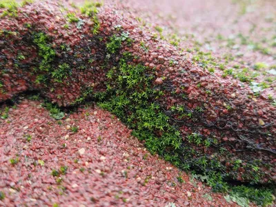 Lichens sur tuiles métalliques IKO Metals